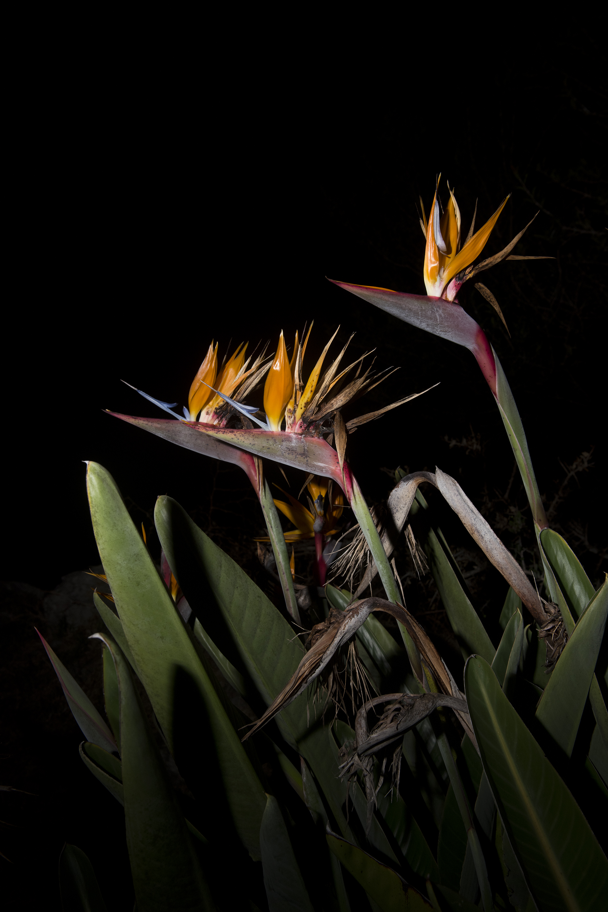 Fotografía de flor de pajarito