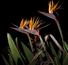 Fotografía de planta